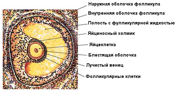 Каким номером на рисунке обозначена яйцеклетка получившаяся в результате объединения безъядерной