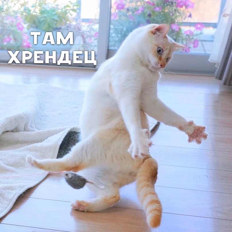 Dancing cat meme. Коты танцуют. Танцующие котики. Кот танцует. Кот танцует брейк.