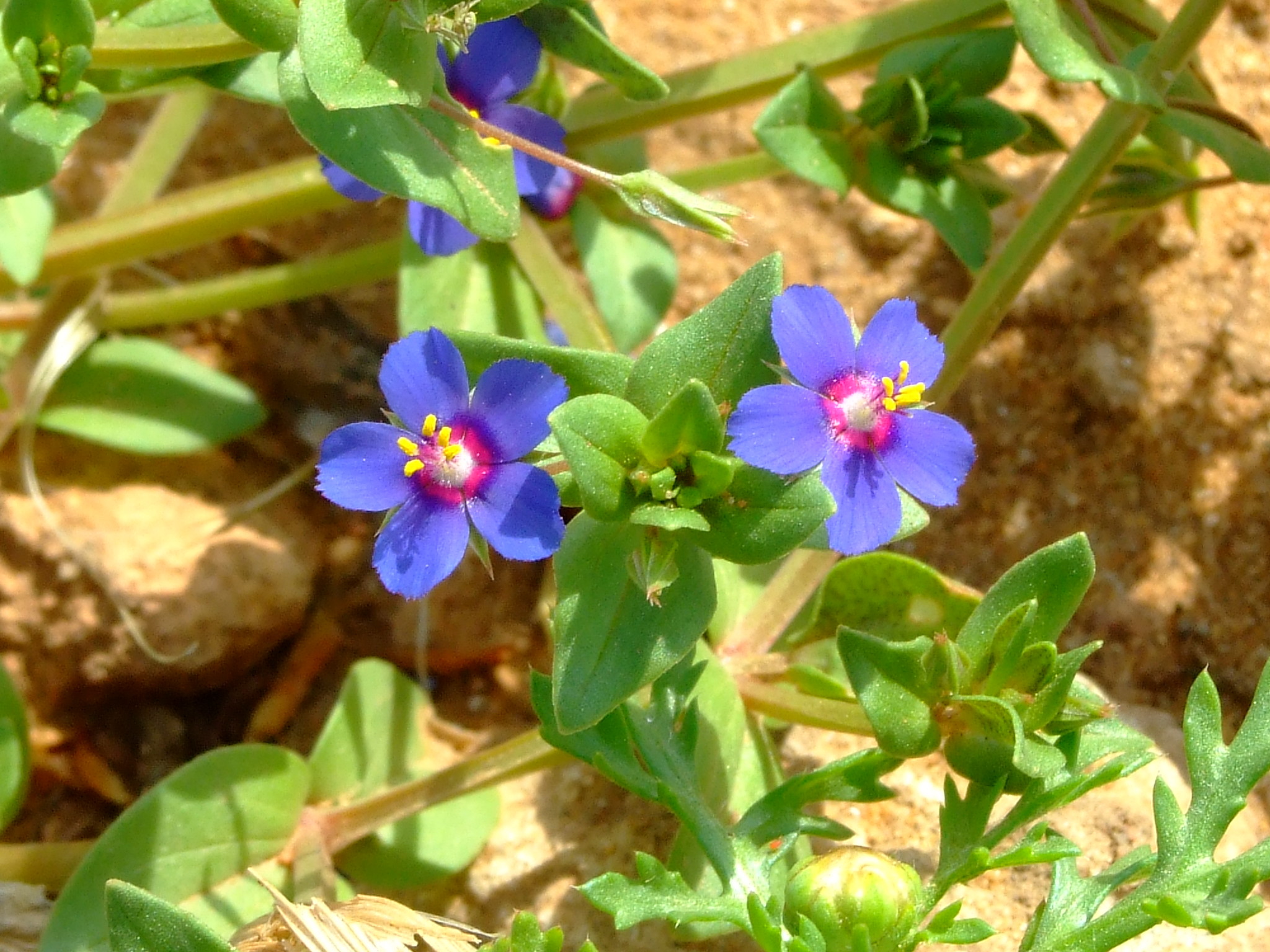 Anagallis arvensis