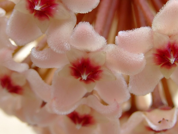 Хойя, Восковой плющ
Hoya 
Семейство: Ластовневые (Asclepiadaceae) 
Происхождение: Азия (Китай, Индия), Австралия 

Названа в честь английского садовода Т. Хоя 

