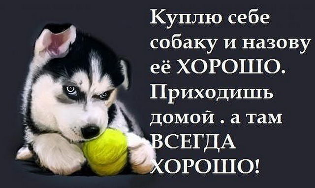 Лучше приходи. Заведу собаку и назову ее хорошо. Куплю себе собаку назову ее хорошо. Заведу себе собаку. Куплю себе собачку назову хорошо.