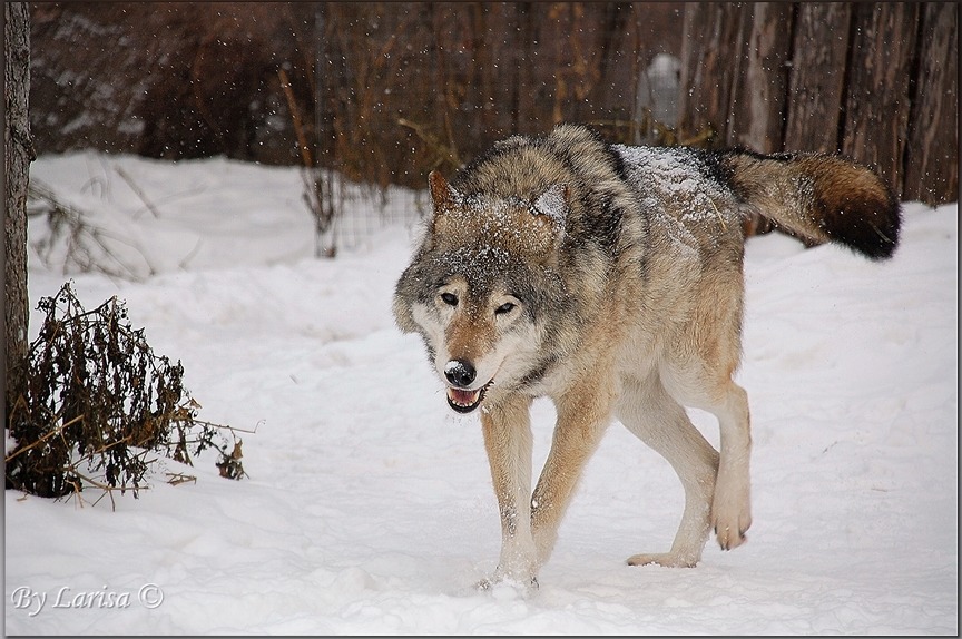 Что тех мест голодный рыскал волк. Голодные волки зимой. Волки рыщут. Голодный серый волк. Серый волк зимой.