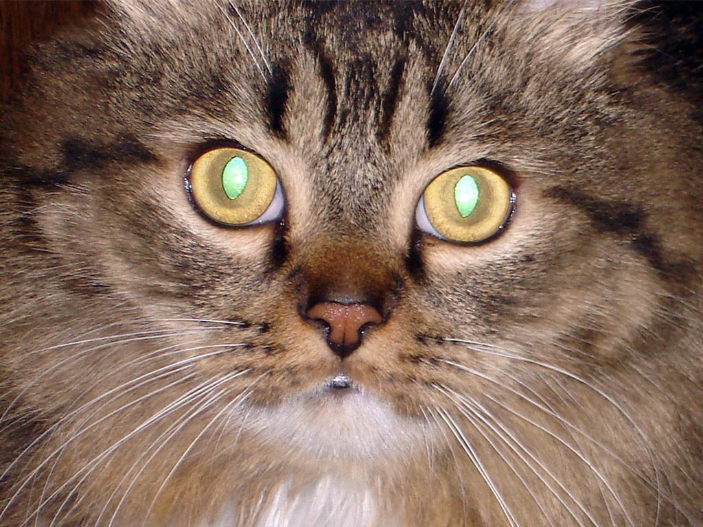 Посвети глазами. Глаза кошки. Светящиеся глаза кошки. Кот со светящимися глазами. Кошка со светящимися глазами.