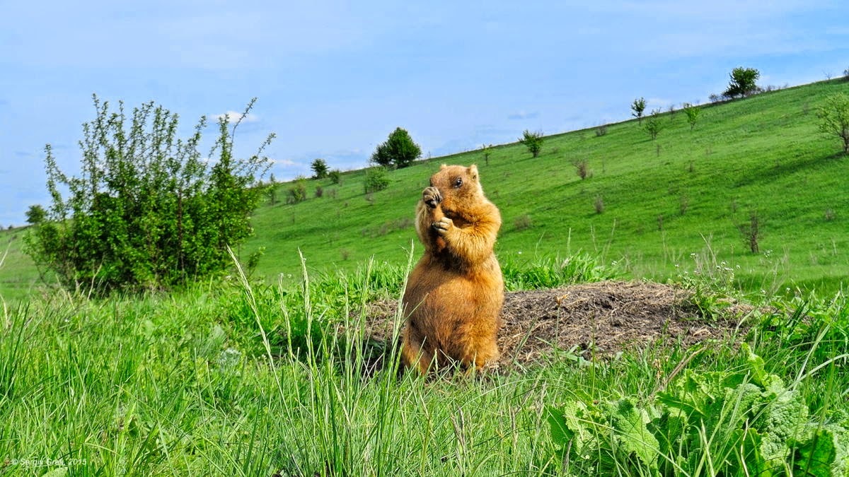 Грызуны в поле фото