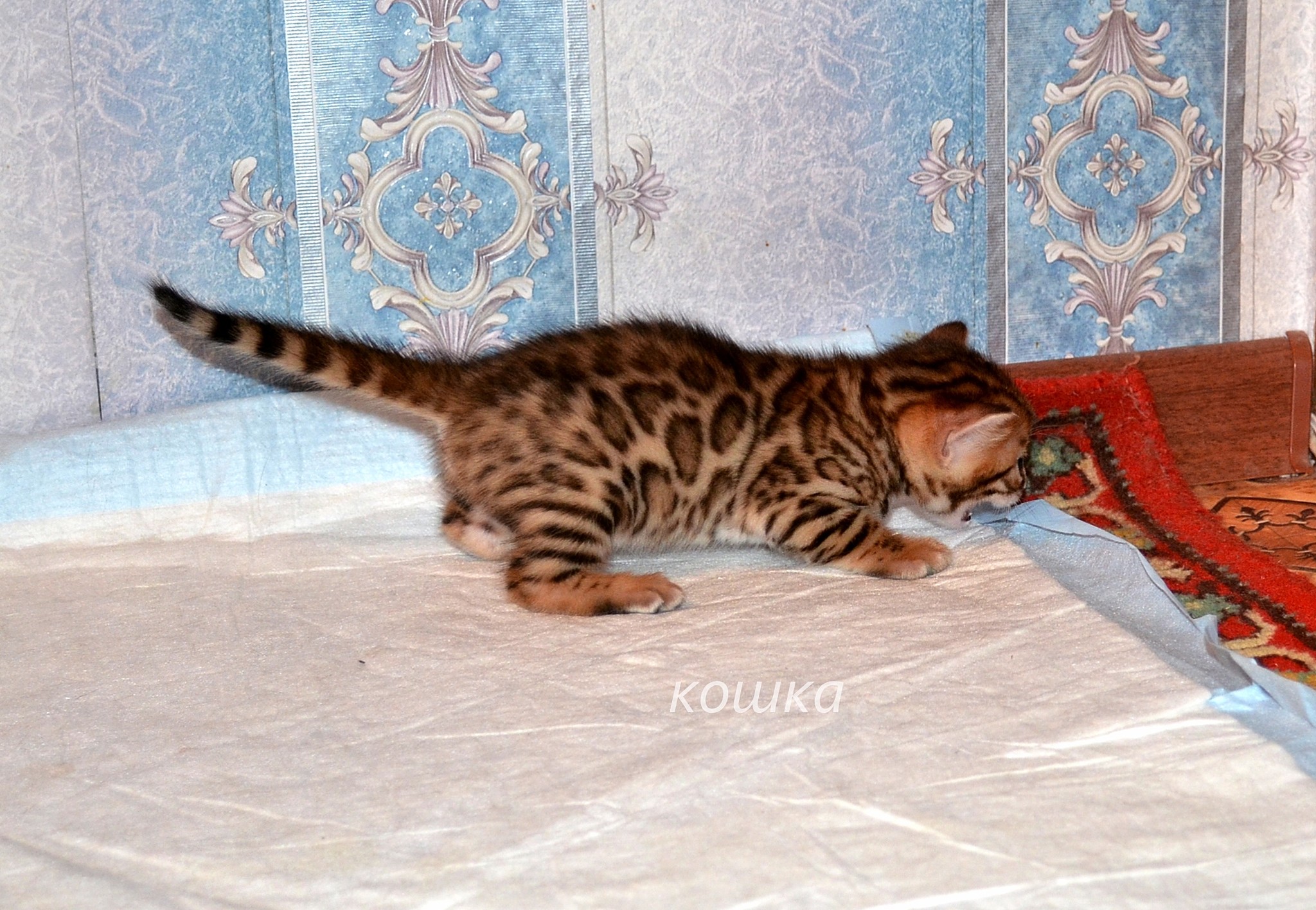 фото котят бенгальской породы 1 месяц фото